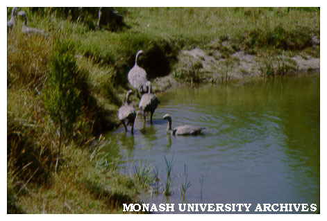 Geese, Snake Gully