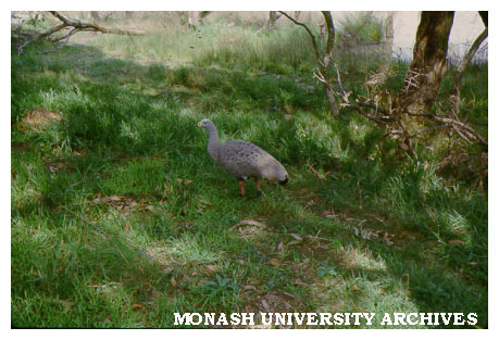 Cape Barren Goose, Snake Gully