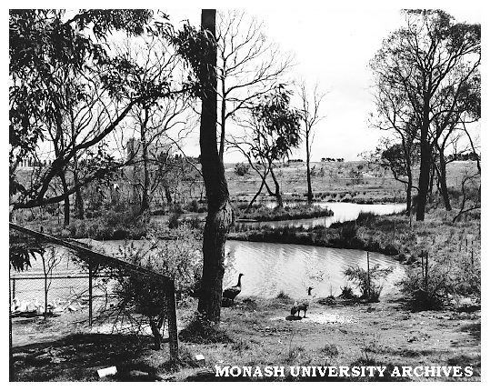 Wildlife in the Jock Marshall Reserve