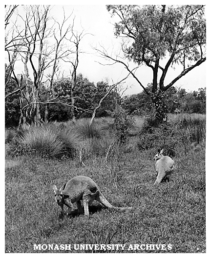 Kangaroos in the Jock Marshall Zoological Reserve