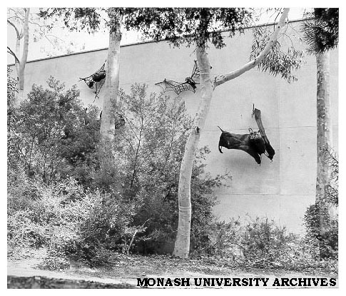 Clifton Pugh's 'Flying foxes' on wall of Science lecture theatres