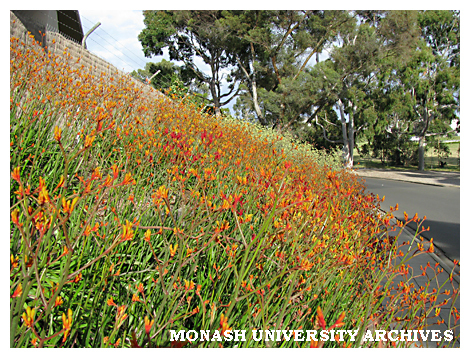 Kangaroo paws by the Northern Ring Road