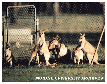 Kangaroos in Jock Marshall Reserve