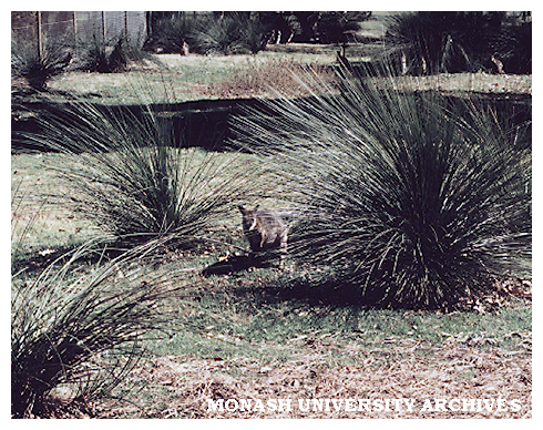 Wallaby in Jock Marshall reserve