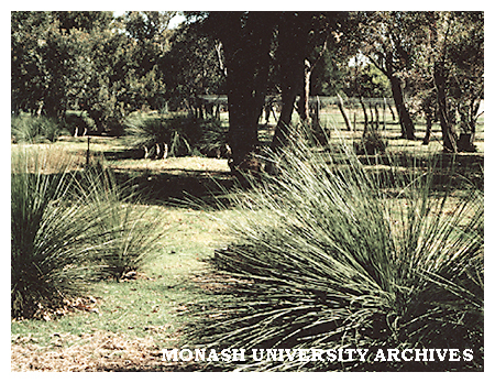 Jock Marshall Reserve at Clayton campus