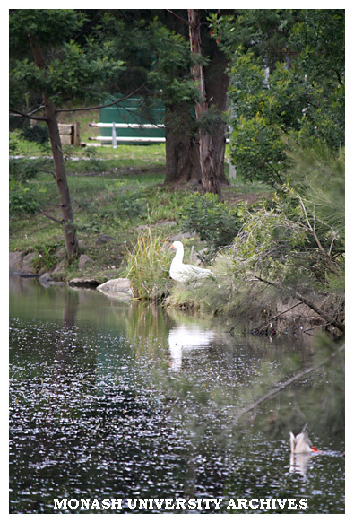 Goose on lake at Clayton campus