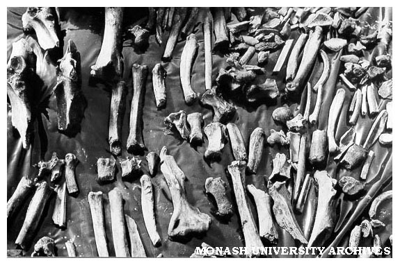 Remains of extinct marsupials, unearthed by scientists from Monash and the Victorian Department of Mines, in Central Victorian swamp