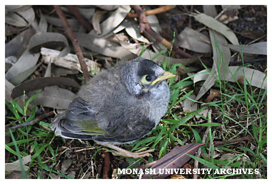Baby noisy miner in grounds of Peninsula campus