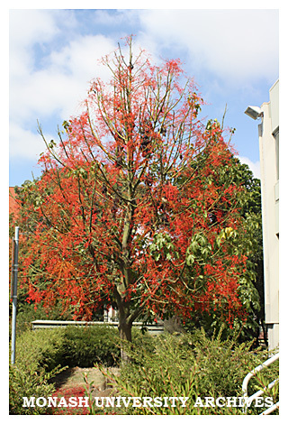 Illawarra flame tree outside Building 3d, Clayton campus