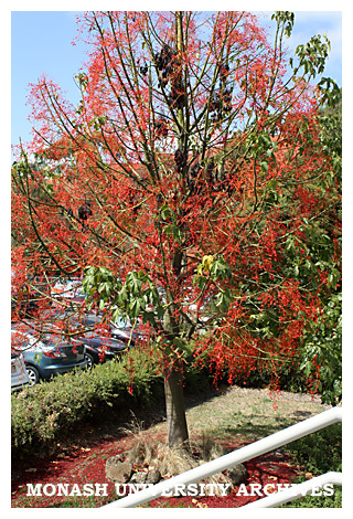 Illawarra flame tree outside Building 3d, Clayton campus