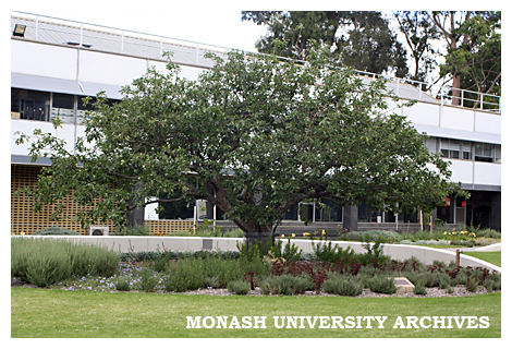 Newton apple tree in Kenneth Hunt Memorial Garden (Engineering courtyard), Clayton campus