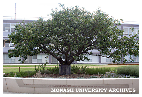 Newton apple tree in Kenneth Hunt Memorial Garden (Engineering courtyard), Clayton campus