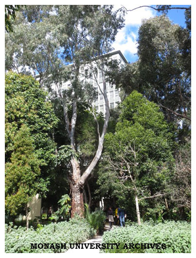 Walkway from Rainforest Walk leading to Menzies Building, Clayton campus