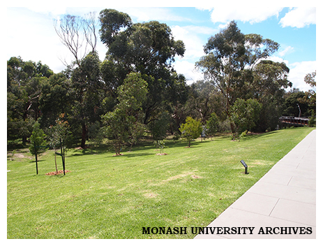 Separation Tree, Clayton campus, gift of former Chancellor, Dr Alan Finkel