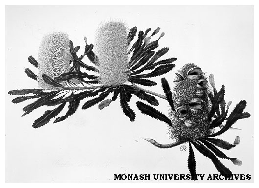 Painting of banksia aemula by Celia Rosser