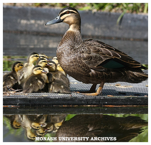Family of ducks with new ducklings in pond in Forum