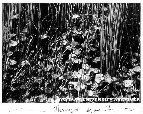 Submerged vegetation, Ewen Ponds, South Australia