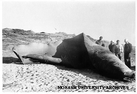 Engineers examining ruptured Moomba gas pipeline