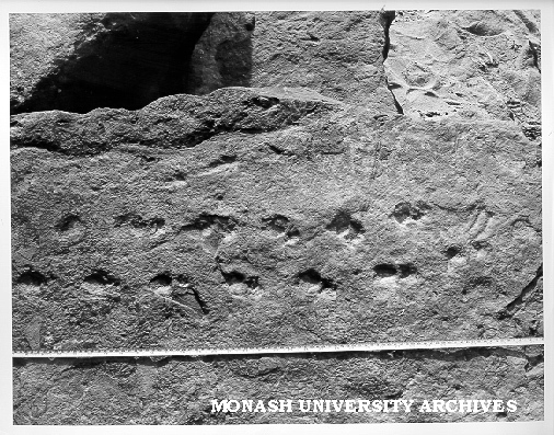 Fossil tracks in Upper Devonian sandstone, Genoa River area of Eastern Victoria