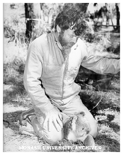 Senior technical officer Roger Martin tagging koala, Phillip Island