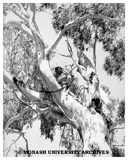 Zoologist Roger Martin capturing koalas, Phillip Island