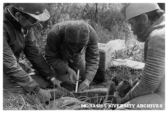 Research team investigating Phillip Island koalas. Physiologist Kath Lithgow (centre), Associate Professor Tony Lee (Zoology, left) and senior technical officer Roger Martin (Zoology)