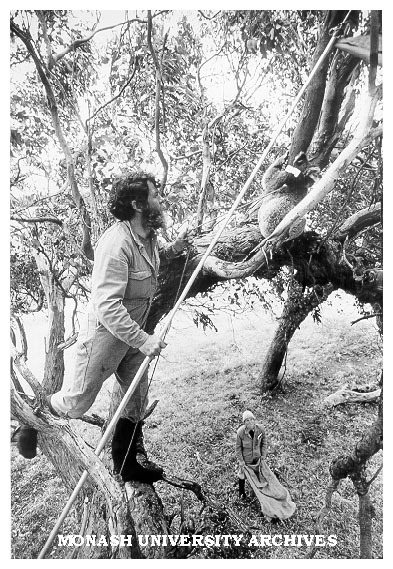 Roger Martin enticing koala into arms of Kath Handasyde below