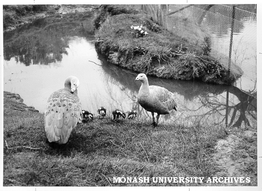 Cape Barren geese, subject of Zoology department study