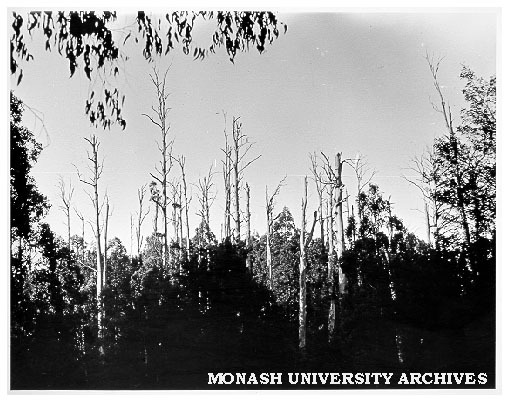 Forest skyline, with line-up of old 'stags' on which Leadbeater's possum relies for nest sites