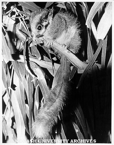 Leadbeater's possum