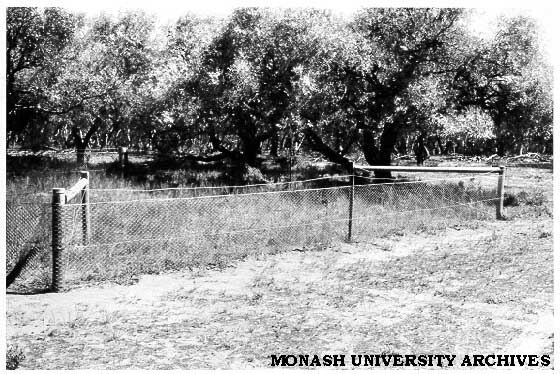 Plot fenced off from kangaroos at Hattah-Kulkyne