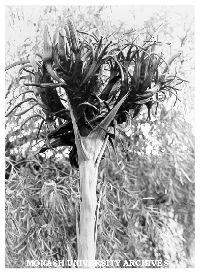 Giant Gymea Lily