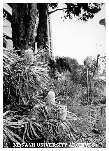 Banksias, Botany systems garden