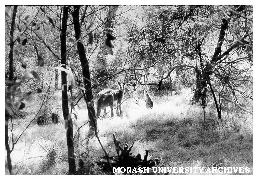 Jock Marshall reserve