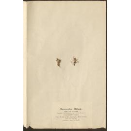 Educational collections of Australian plants, under the auspices of the Victorian government - Portfolio Three