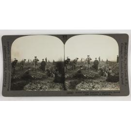 British Royal Engineers constructing second line trenches in Flanders