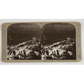 Charred bodies of Zeppelin-crew shot down in flames at Billericay by Capt. Robinson, V.C.