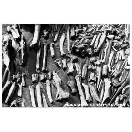 Remains of extinct marsupials, unearthed by scientists from Monash and the Victorian Department of Mines, in Central Victorian swamp