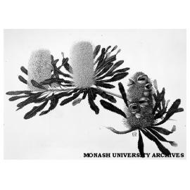 Painting of banksia aemula by Celia Rosser