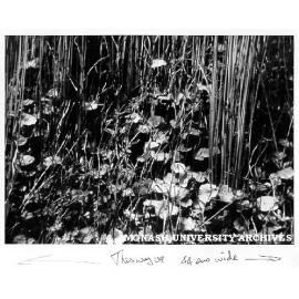 Submerged vegetation, Ewen Ponds, South Australia