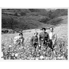 Dr Tim Ealey (right), wife Raya and Thai hosts Dr Nart and Mr Mans (left), waist deep in opium poppies