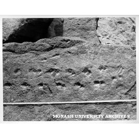 Fossil tracks in Upper Devonian sandstone, Genoa River area of Eastern Victoria