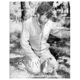 Senior technical officer Roger Martin tagging koala, Phillip Island