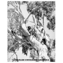 Zoologist Roger Martin capturing koalas, Phillip Island