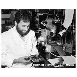 Dr Anthony Sokol of Zoology examining specimens of common yabby Cherax