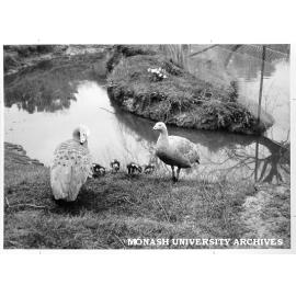 Cape Barren geese, subject of Zoology department study