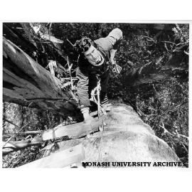 Andrew Smith climbing nest tree in study of Leadbeater's possum