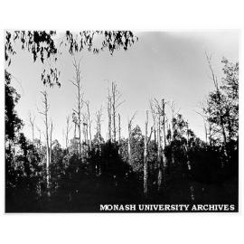 Forest skyline, with line-up of old 'stags' on which Leadbeater's possum relies for nest sites