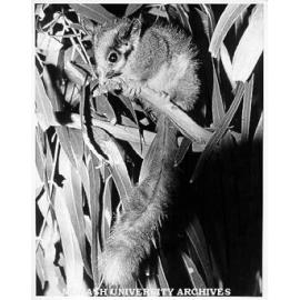 Leadbeater's possum