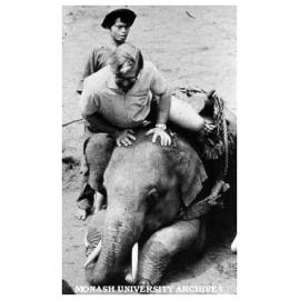 Dr Tim Ealey in Thailand, inspecting effective form of local power - the elephant